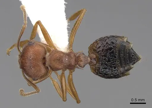Crematogaster rogenhoferi specimen CASENT0922664 image casent0922664_1