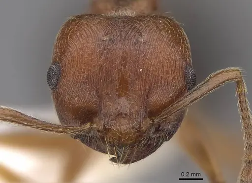 Crematogaster rogenhoferi specimen CASENT0922664 image casent0922664_2
