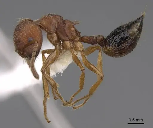 Crematogaster rogenhoferi specimen CASENT0922664 image casent0922664_3