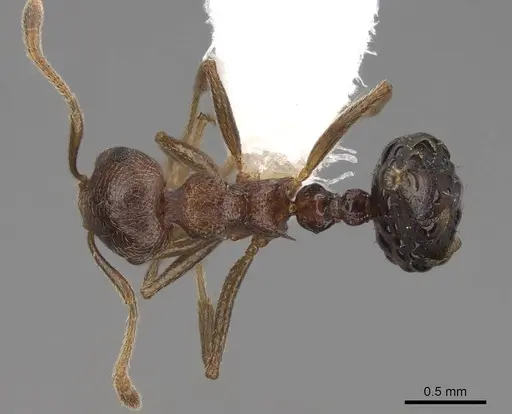 Crematogaster rogenhoferi specimen CASENT0922665 image casent0922665_1