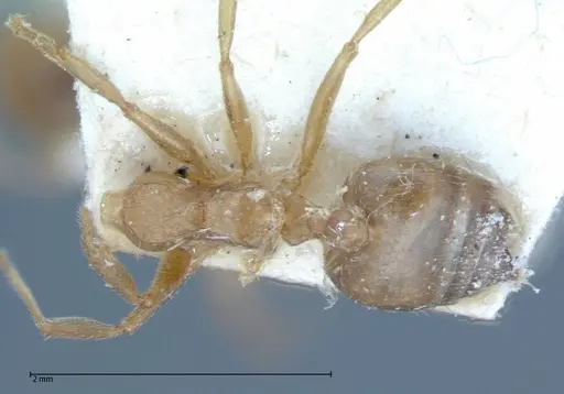 Crematogaster rogenhoferi specimen FOCOL0060-1 image focol0060-1_1