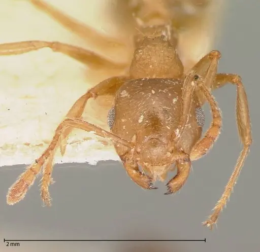 Crematogaster rogenhoferi specimen FOCOL0060-1 image focol0060-1_2