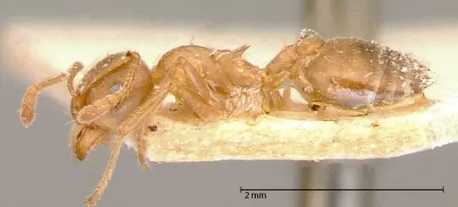 Crematogaster rogenhoferi specimen FOCOL0060-1 image focol0060-1_3