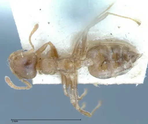 Crematogaster rogenhoferi specimen FOCOL0060-2 image focol0060-2_1