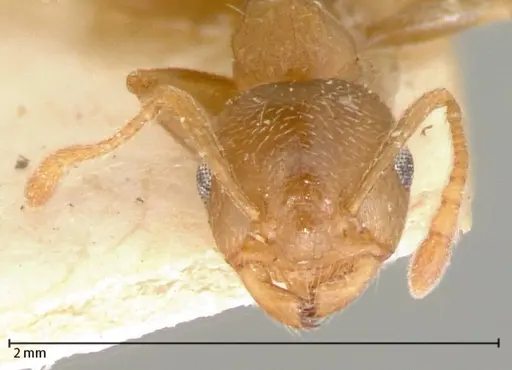 Crematogaster rogenhoferi specimen FOCOL0060-2 image focol0060-2_2