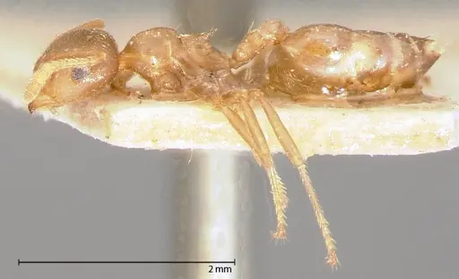 Crematogaster rogenhoferi specimen FOCOL0060-2 image focol0060-2_3