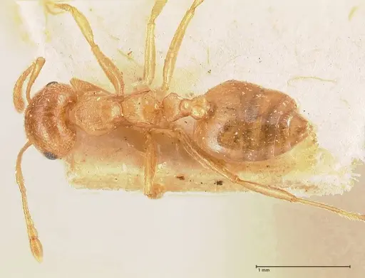 Crematogaster rogenhoferi specimen FOCOL0703 image focol0703_1