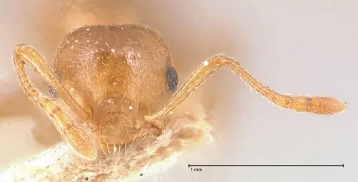 Crematogaster rogenhoferi specimen FOCOL0703 image focol0703_2