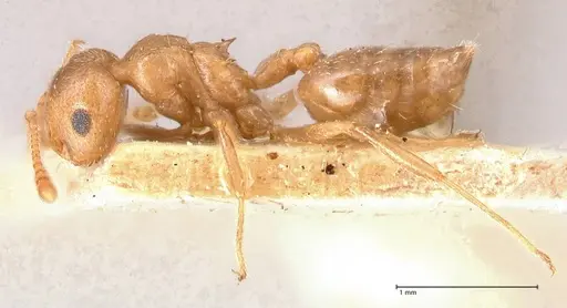 Crematogaster rogenhoferi specimen FOCOL0703 image focol0703_3