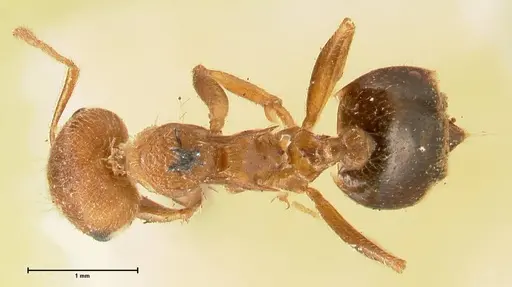 Crematogaster rogenhoferi specimen FOCOL1452 image focol1452_1