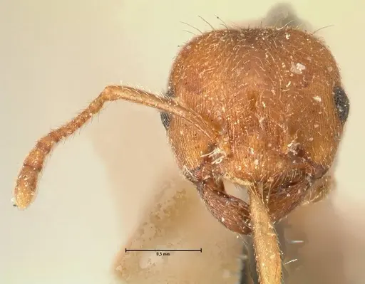 Crematogaster rogenhoferi specimen FOCOL1452 image focol1452_2