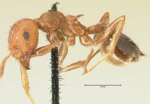 Crematogaster rogenhoferi specimen FOCOL1452 image focol1452_3
