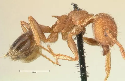Crematogaster rogenhoferi specimen FOCOL1452 image focol1452_4