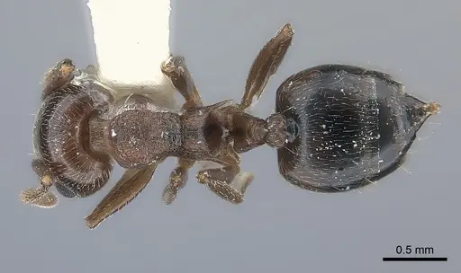 Crematogaster rossi specimen CASENT0217853 image casent0217853_1
