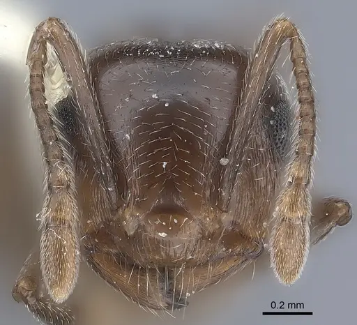 Crematogaster rossi specimen CASENT0217853 image casent0217853_2