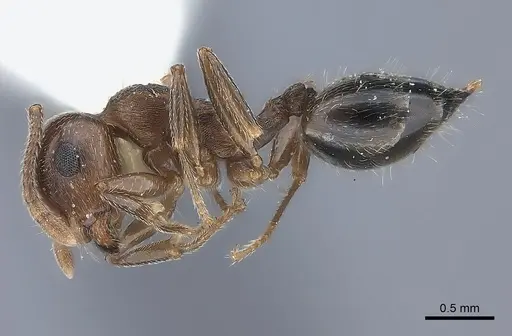 Crematogaster rossi specimen CASENT0217853 image casent0217853_3