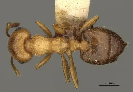 Crematogaster rossi specimen USNMENT00531965 image usnment00531965_1