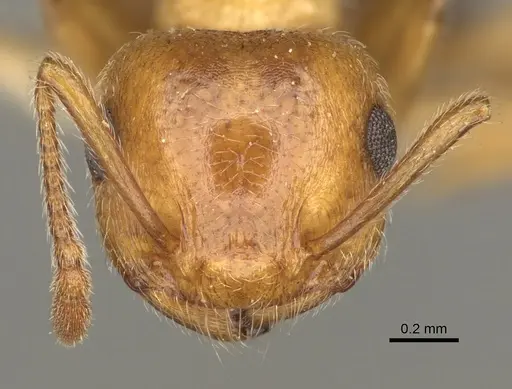 Crematogaster rossi specimen USNMENT00531965 image usnment00531965_2