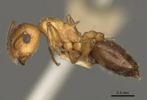 Crematogaster rossi specimen USNMENT00531965 image usnment00531965_3