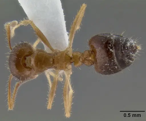 Crematogaster rothneyi specimen CASENT0193801 image casent0193801_1