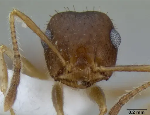 Crematogaster rothneyi specimen CASENT0193801 image casent0193801_2