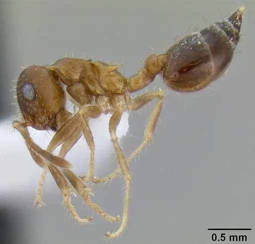 Crematogaster rothneyi specimen CASENT0193801 image casent0193801_3