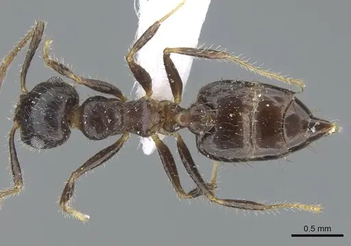 Crematogaster rothneyi specimen CASENT0740797 image casent0740797_1