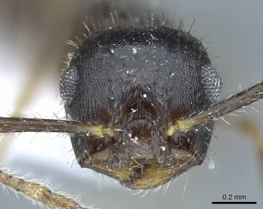 Crematogaster rothneyi specimen CASENT0740797 image casent0740797_2