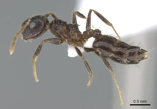 Crematogaster rothneyi specimen CASENT0740797 image casent0740797_3