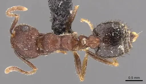Crematogaster rothneyi specimen CASENT0908589 image casent0908589_1