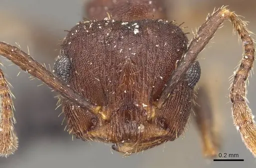 Crematogaster rothneyi specimen CASENT0908589 image casent0908589_2