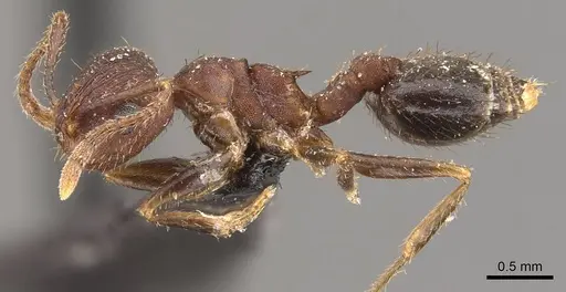 Crematogaster rothneyi specimen CASENT0908589 image casent0908589_3