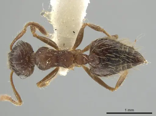 Crematogaster rudis specimen CASENT0613165 image casent0613165_1