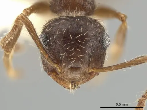 Crematogaster rudis specimen CASENT0613165 image casent0613165_2