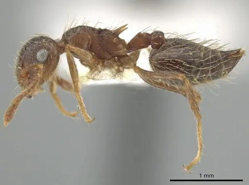 Crematogaster rudis specimen CASENT0613165 image casent0613165_3