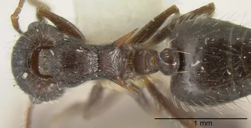 Crematogaster rudis specimen CASENT0625396 image casent0625396_1