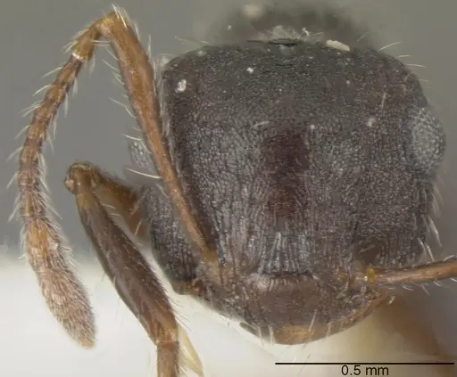 Crematogaster rudis specimen CASENT0625396 image casent0625396_2