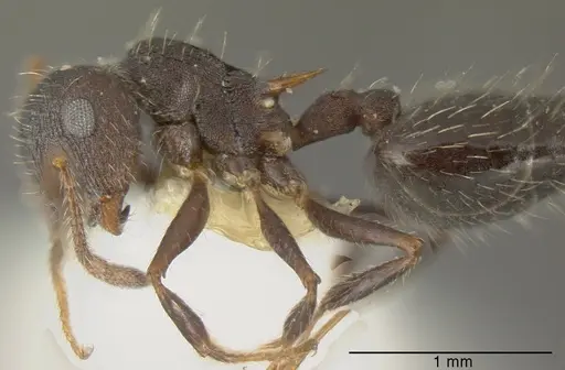 Crematogaster rudis specimen CASENT0625396 image casent0625396_3