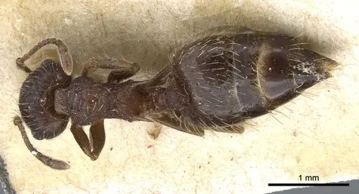 Crematogaster rudis specimen CASENT0904524 image casent0904524_1