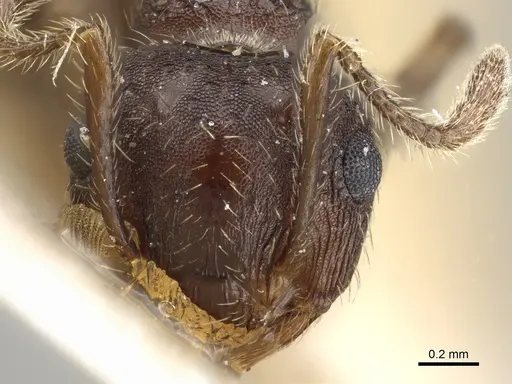 Crematogaster rudis specimen CASENT0904524 image casent0904524_2