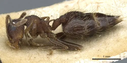 Crematogaster rudis specimen CASENT0904524 image casent0904524_3