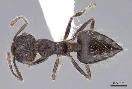 Crematogaster rudis specimen CASENT0914642 image casent0914642_1
