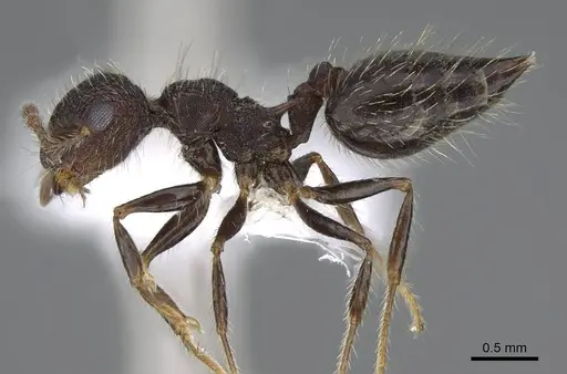 Crematogaster rudis specimen CASENT0914642 image casent0914642_3