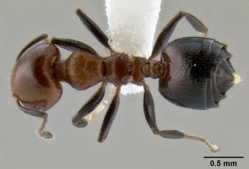 Crematogaster rufigena specimen CASENT0193746 image casent0193746_1