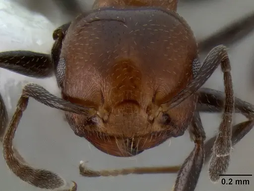 Crematogaster rufigena specimen CASENT0193746 image casent0193746_2