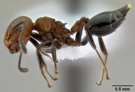 Crematogaster rufigena specimen CASENT0193746 image casent0193746_3