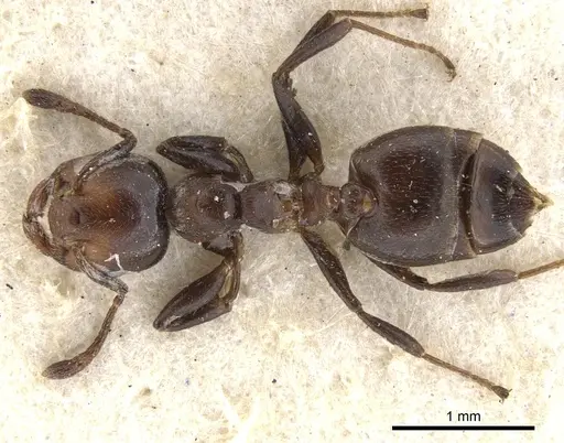 Crematogaster rufigena specimen CASENT0902095 image casent0902095_1