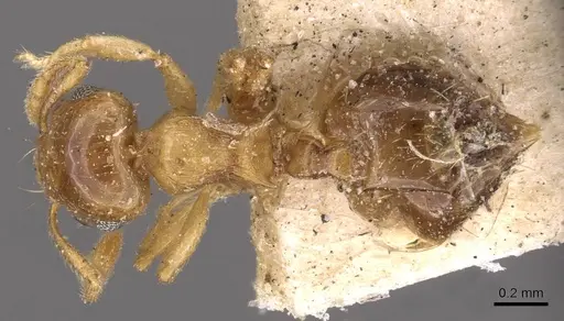 Crematogaster rufotestacea specimen CASENT0908375 image casent0908375_1