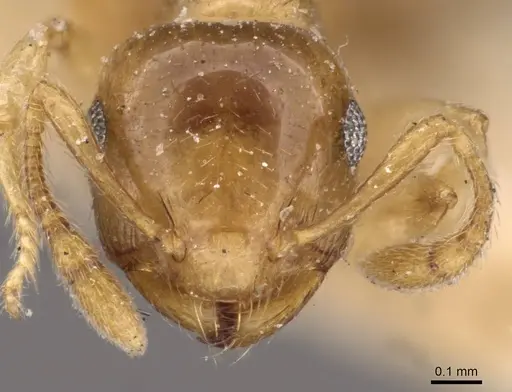 Crematogaster rufotestacea specimen CASENT0908375 image casent0908375_2