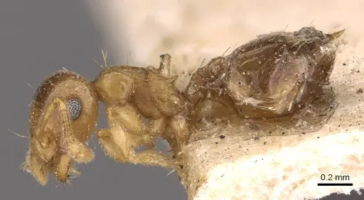 Crematogaster rufotestacea specimen CASENT0908375 image casent0908375_3